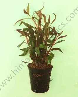 Alternanthera reineckii/lilacina/ Purple lila  (Large pot)