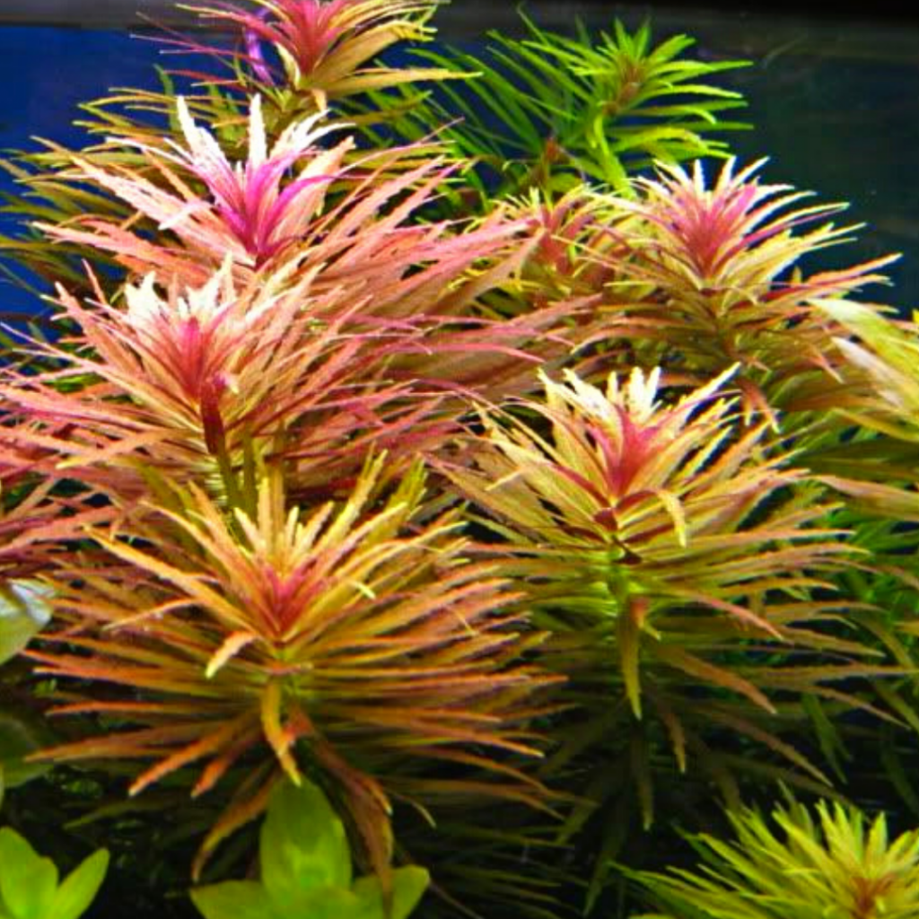 Limnophila Hippuridoides/ Limnophila aromatica (large pot) - Buy ...