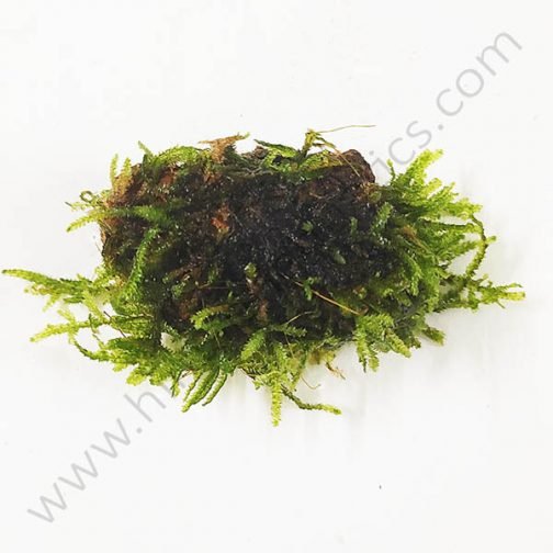 rich result when searching for christmass moss or vasicularia sp.