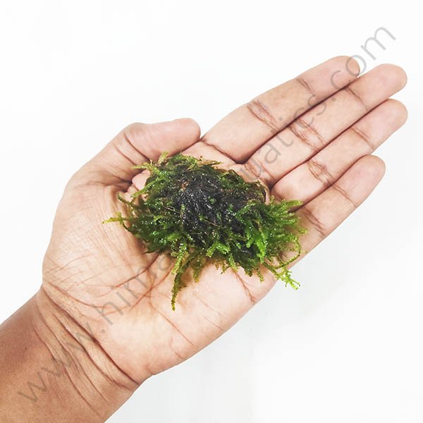 Mini Christmas Moss Pad - SoShrimp