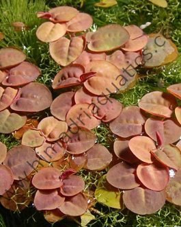Phyllanthus Fluitans/ Red root floaters – Pouch
