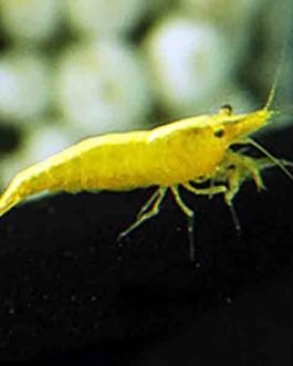 Yellow golden-back shrimp ( 5 pairs)