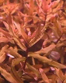 Ammannia senegalensis (3 stem cuttings)