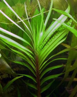 Eichhornia azurea/ Giant azurea  (1 stem cutting)