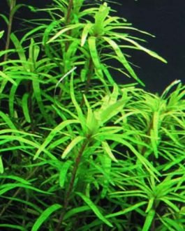 Eichhornia diversifolia/ Dwarf azurea  (3 stem cuttings)