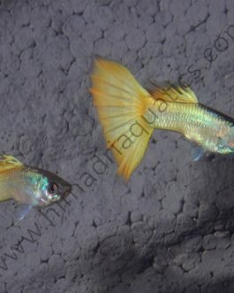 Wide tail Micariff yellow High Dorsal guppy pair