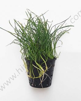 Lilaeopsis mauritiana- carpet plant (Large Pot)