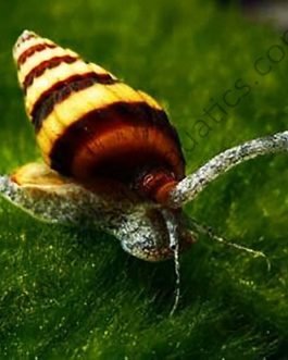 Assassin snail/ Bumblebee snail