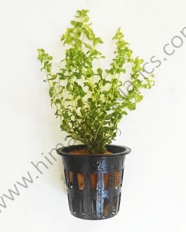 Hemianthus micranthemoides/ pearl grass/ pearl weed (Pot)