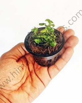 Anubias Nana ‘Petite’ (pot /single plant)