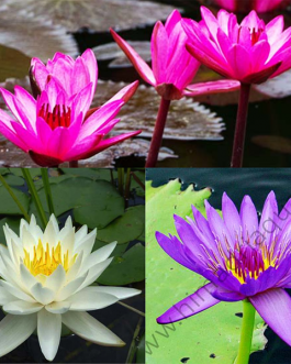 Nymphiya Blue, white and dark pink water lilies (3 plants)