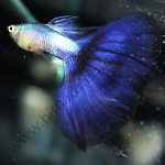 Lazuli blue tail Guppy Pair