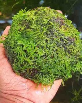 Vesicularia sp ‘Mini Christmas moss’ on coconut shell