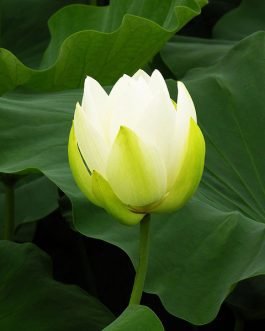Pink and White lotus/ Nelumbo nucifera(2 lotus combo pack)