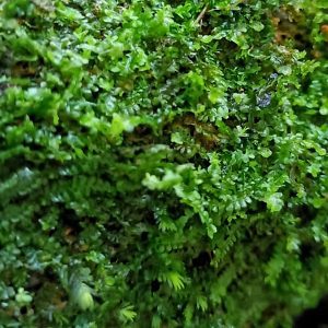 https://himadriaquatics.com/products/mini-jade-lotus-moss-jungermannia-truncata-nees-on-rock/