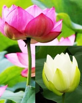 Pink and White lotus/ Nelumbo nucifera(2 lotus combo pack)