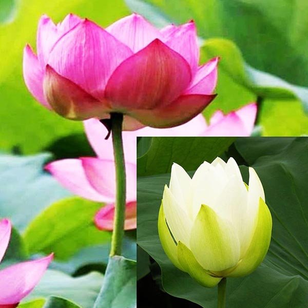 Pink and White lotus/ Nelumbo nucifera(2 lotus combo pack) - Buy ...