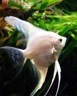 platinum white angel fish (4 pieces)
