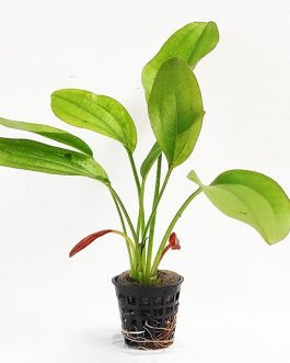 Echinodorus rubin/ Red rubin amazon (large pot) and