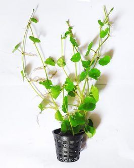 Brazilian pennywort/ Hydrocotyle leucocephala (large pot)