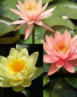 Nymphaea Yellow and peach flower lilies-hardy lilies (2 combo plants)