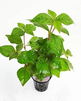 Hemigraphis sp. green (Large Pot)