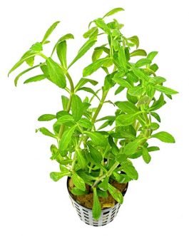 Limnophila aromatica Green (large pot)