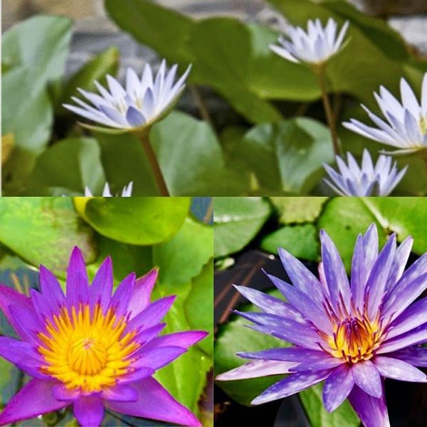 Nymphaea Panama Pacific, Dauben, Islamorada lilies (combo 3 plants ...