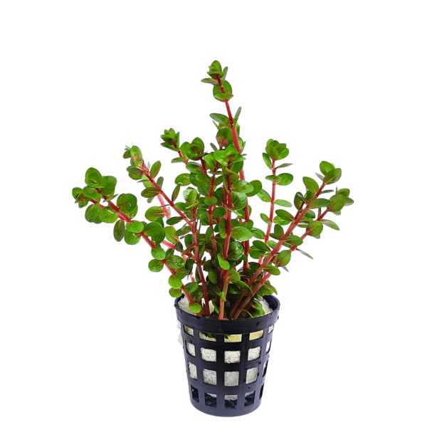 Rotala rotundifolia 'orange juice' (large pot) - Buy Aquarium Plants ...