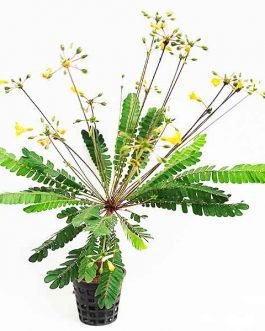 Biophytum sensitivum/ little tree plant (pot)