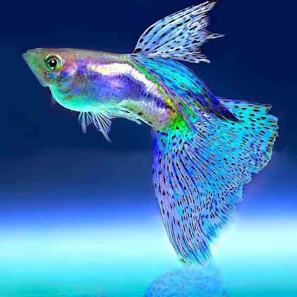 Buy Aquatic Plants and Fishes Online
