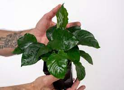 Read more about the article The top 8 non-CO2 and easily maintainable plants for aquariums [2021].