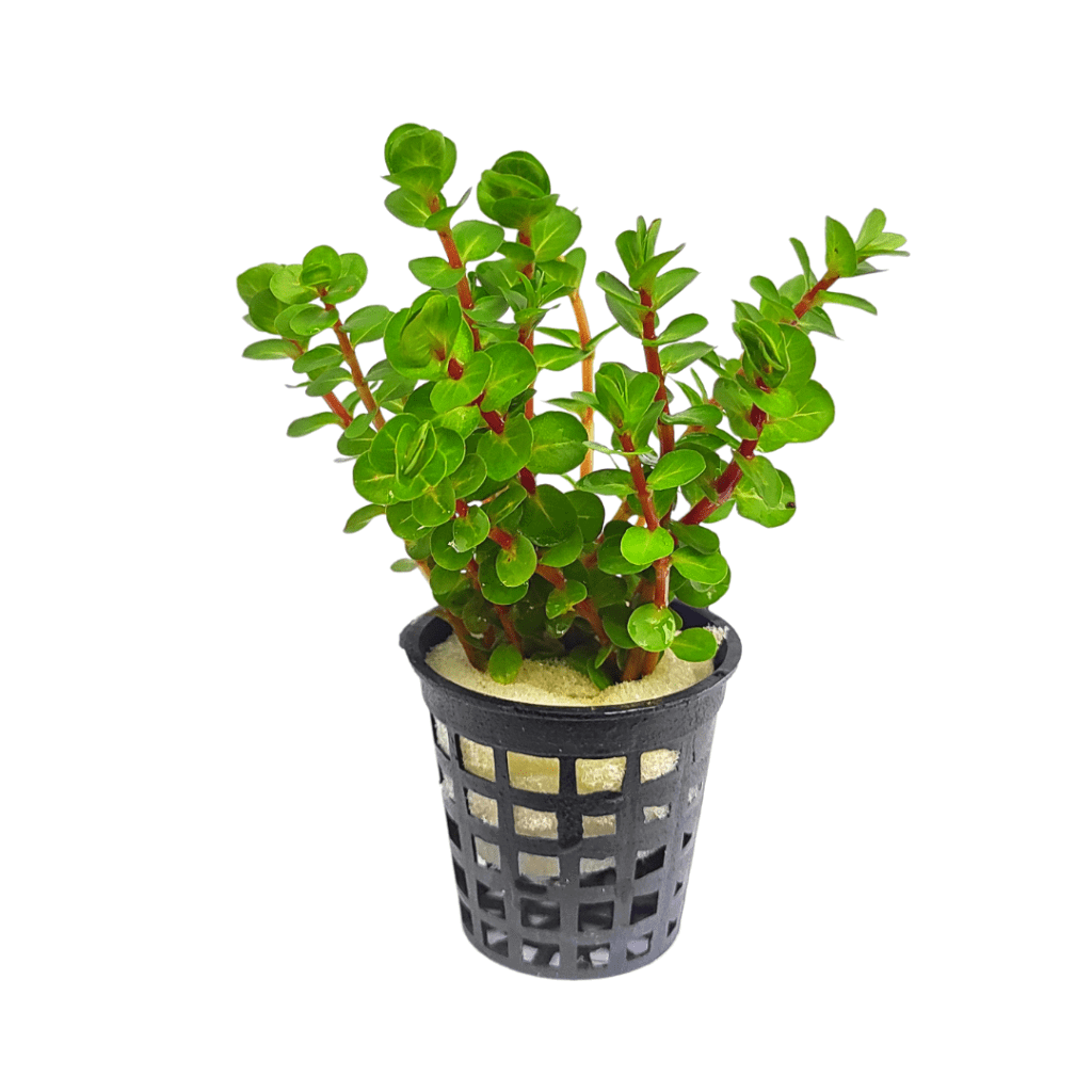 Rotala Indica (large pot) - Buy Aquarium Plants and Aquarium Fishes Online