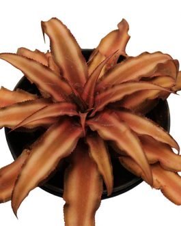 Cryptanthus bivittatus brown Starlite / Bromeliad brown/ Earth star brown