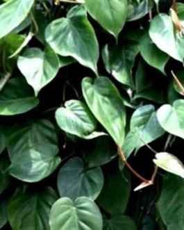 Philodendron Oxycardium Green (single plant)