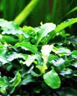 Bucephalandra wavy green (pot)