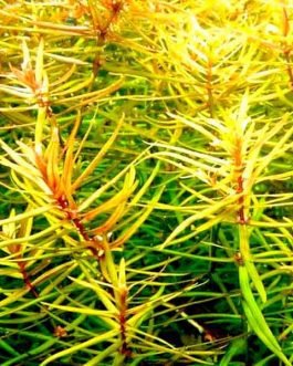 Peplis Diandra/ Didiplis diandra (3 stem cuttings)