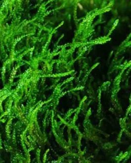 Taxiphyllum sp Flame/ Flame Moss (on rock)/ loose portion/ mesh