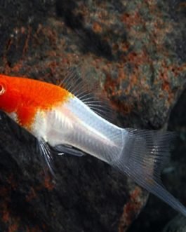 Kohaku swordtail fish pair