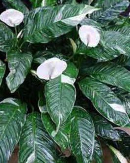 Peace lily variegated (single plant)