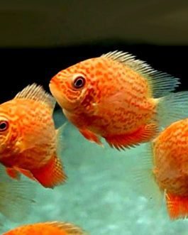 Red spotted severum fish (5 piece)