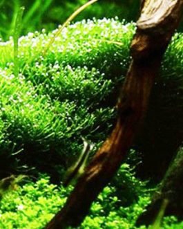 Riccia fluitans/ floating crystalwort/ riccia moss