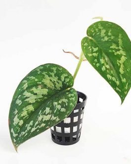 Satin Pothos/ Scindapsus Pictus (single plant)