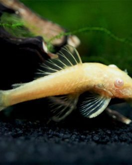 Albino Cat fish (10 Pieces)
