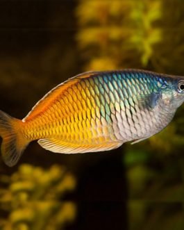 Boesemani Rainbow fish (5 Pieces)