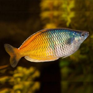 Boesemani Rainbow fish (5 Pieces) - Buy Aquarium Plants and Aquarium ...