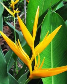 Heliconia Psittacorum Golden Tourch/ Lady Diana (5 plants)