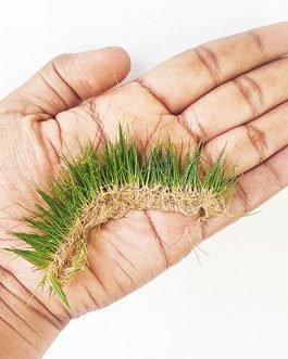 Japanese Dwarf Hairgrass/  Eleocharis Parvula ‘Japanese’ (1 bunch)