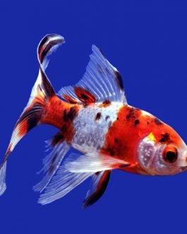 Shubunkin Gold fish (10 Pieces)