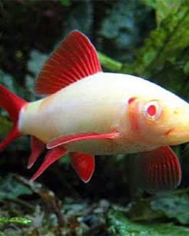 Albino Rainbow fish (10 Pieces)